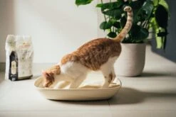 Almo Nature Zuinige Kattenbakvulling Klontvormend En Milieuvriendelijk - Inhoud 4,54 Kg 28 Almo Nature Zuinige Kattenbakvulling Klontvormend En Milieuvriendelijk - Inhoud 4,54 Kg -Kattenproducten 1200x800 17