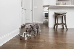 PetSafe® Seaside Stainless Steel Pet Fountain - RVS Drinkfontein Voor Katten En Kleine Honden - Water Borrelt Zacht Over De Toren - Door Het Design Van Alle Kanten Bereikbaar - 1,8 Liter - PetSafe Seaside 12 PetSafe® Seaside Stainless Steel Pet Fountain - RVS Drinkfontein Voor Katten En Kleine Honden - Water Borrelt Zacht Over De Toren - Door Het Design Van Alle Kanten Bereikbaar - 1,8 Liter - PetSafe Seaside -Kattenproducten 1200x800 5