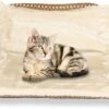 Kattenhangmat - Voor Aan Het Raam - Kattenmand - Raam - Hangmat Kat - Dieren - Kattenbed - Kattenmand - Slaapplek - Ligplaats 2 Kattenhangmat - Voor Aan Het Raam - Kattenmand - Raam - Hangmat Kat - Dieren - Kattenbed - Kattenmand - Slaapplek - Ligplaats -Kattenproducten 1200x801 5