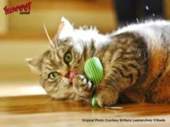 Yeowww! Stinkies Sardientje - Rood Met Sterren - 7.5 Cm - Catnip Kattenkruid ( Kattenspeeltjes ) 7 Yeowww! Stinkies Sardientje - Rood Met Sterren - 7.5 Cm - Catnip Kattenkruid ( Kattenspeeltjes ) -Kattenproducten 1200x899 3