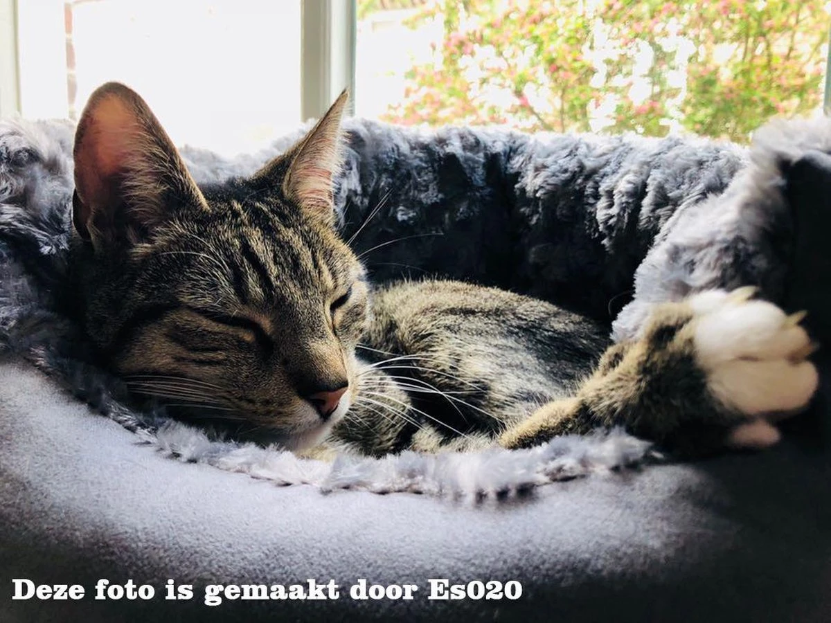 Adori Sao Paulo - Kattenmand - Grijs - 23 X 23 X 45 Cm 4 Adori Sao Paulo - Kattenmand - Grijs - 23 X 23 X 45 Cm - Afbeelding 2