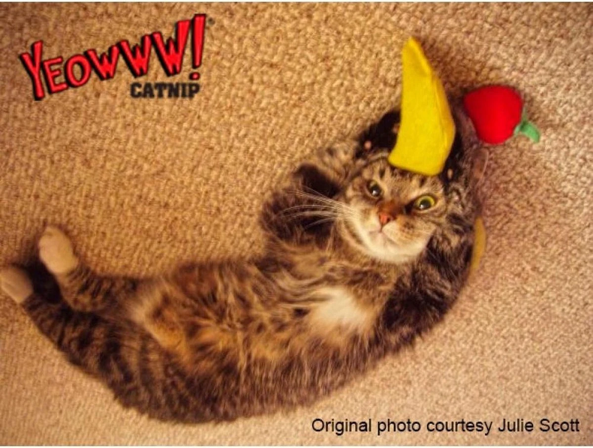 Yeowww! Chicata Banana - Speeltje Voor Katten Met Kattenkruid - De Meest Krachtige Catnip Ter Wereld – Onweerstaanbaar – Katoen – 17.7 Cm - Geel 7 Yeowww! Chicata Banana - Speeltje Voor Katten Met Kattenkruid - De Meest Krachtige Catnip Ter Wereld – Onweerstaanbaar – Katoen – 17.7 Cm - Geel - Afbeelding 5
