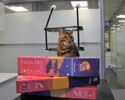 Cas & Lux Relaxerende Hangmat Voor Katten - Inclusief 2 Niveau's Met Sterke 30kg Draagkracht - Kattenhangmat - Kattenhangmat Raam – Kattenmand - Kattenhuis - Kattenkussen - Hangmat Kat - Kattenbed 13 Cas & Lux Relaxerende Hangmat Voor Katten - Inclusief 2 Niveau's Met Sterke 30kg Draagkracht - Kattenhangmat - Kattenhangmat Raam – Kattenmand - Kattenhuis - Kattenkussen - Hangmat Kat - Kattenbed -Kattenproducten 1200x959 1