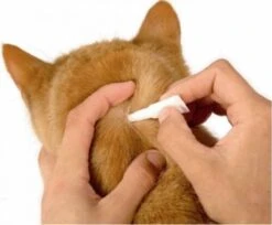 Frontline Combo Anti Vlooienmiddel En Tekenmiddel Kat - 3 Pipetten 21 Frontline Combo Anti Vlooienmiddel En Tekenmiddel Kat - 3 Pipetten -Kattenproducten 1200x989 1