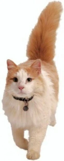 Petsafe 980 Kattenluik Magneetsleutel - Zilver 16 Petsafe 980 Kattenluik Magneetsleutel - Zilver -Kattenproducten 478x1200