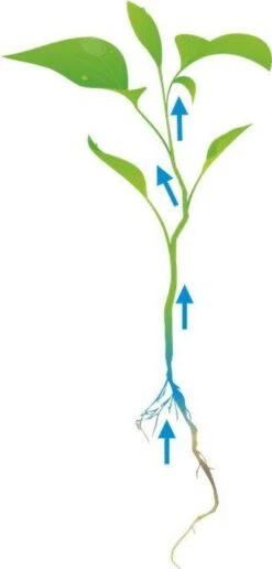 Cat's Best Smart Pallets - Kattenbakvulling - 10 L 15 Cat's Best Smart Pallets - Kattenbakvulling - 10 L -Kattenproducten 574x1200