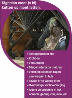 Feliway Classic - Startset - 1 Verdamper + 1 Vulling 48ml - Anti-stress Voor Kat 17 Feliway Classic - Startset - 1 Verdamper + 1 Vulling 48ml - Anti-stress Voor Kat -Kattenproducten 881x1200 2