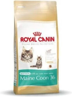 Royal Canin Maine Coon Kitten - Kattenvoer - 4 Kg 27 Royal Canin Maine Coon Kitten - Kattenvoer - 4 Kg -Kattenproducten 893x1200 1