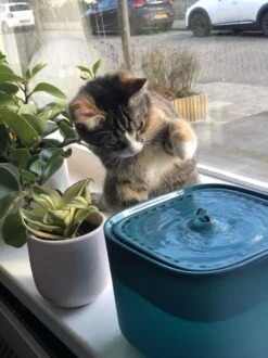 No Logo - 3L - Drinkfontein Voor Huisdieren, Water Fontein - Waterdispenser - Waterautomaat Drinkbakken 3L Voor Huisdieren Katten - Honden - Konijnen - Goud - Groen - Kattenfontein - Fontein - Drink - Bak - Drinkbak - Hond - Konijn - Kat - 2l - 1l - 13 No Logo - 3L - Drinkfontein Voor Huisdieren, Water Fontein - Waterdispenser - Waterautomaat Drinkbakken 3L Voor Huisdieren Katten - Honden - Konijnen - Goud - Groen - Kattenfontein - Fontein - Drink - Bak - Drinkbak - Hond - Konijn - Kat - 2l - 1l - -Kattenproducten 899x1200
