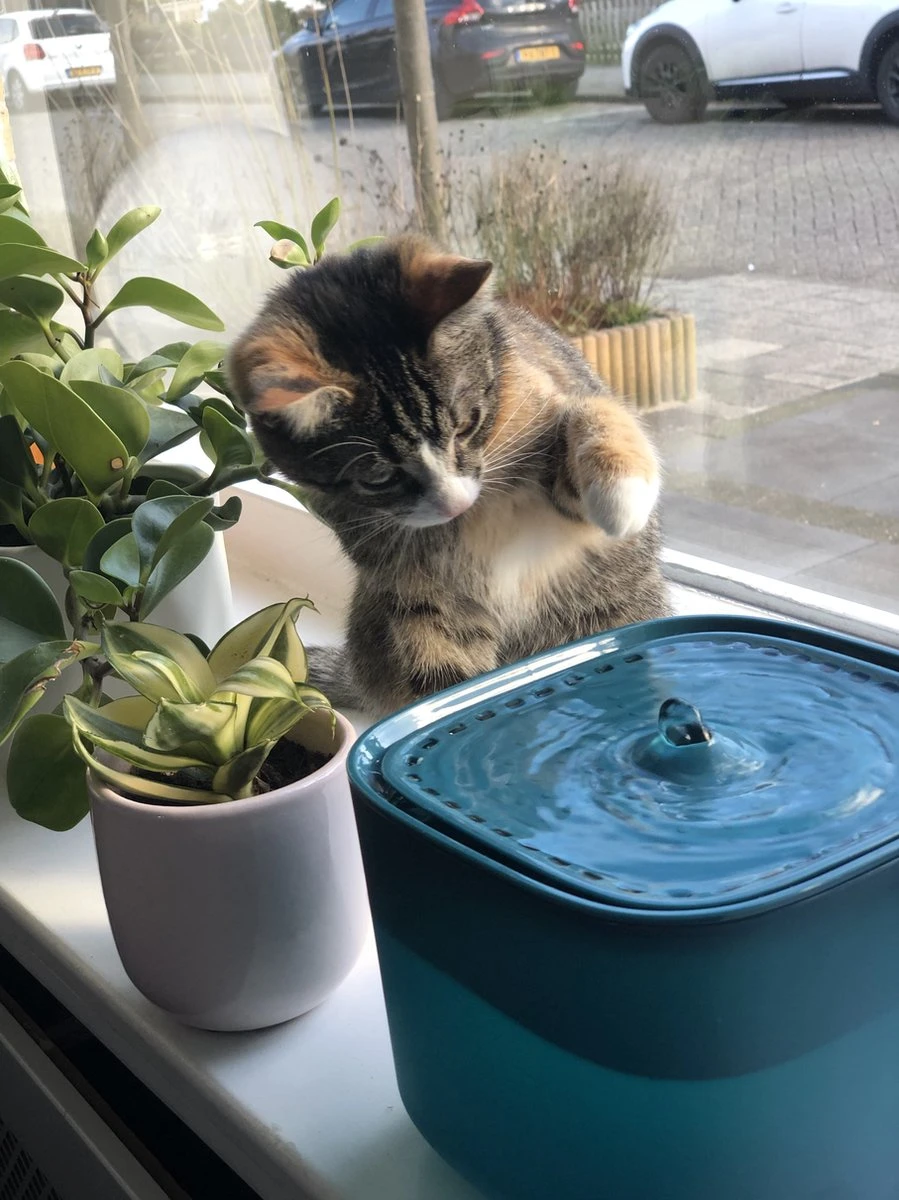 No Logo - 3L - Drinkfontein Voor Huisdieren, Water Fontein - Waterdispenser - Waterautomaat Drinkbakken 3L Voor Huisdieren Katten - Honden - Konijnen - Goud - Groen - Kattenfontein - Fontein - Drink - Bak - Drinkbak - Hond - Konijn - Kat - 2l - 1l - 7 No Logo - 3L - Drinkfontein Voor Huisdieren, Water Fontein - Waterdispenser - Waterautomaat Drinkbakken 3L Voor Huisdieren Katten - Honden - Konijnen - Goud - Groen - Kattenfontein - Fontein - Drink - Bak - Drinkbak - Hond - Konijn - Kat - 2l - 1l - - Afbeelding 5