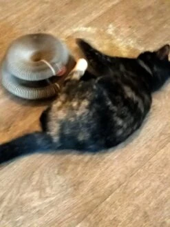 Kattenspeelgoed - Ronde, Opvouwbare En Vervormbare Krabmat Voor Katten Met Bal Met Belletjes Van Golfkartonpapier - Interactief Krabspeelgoed Voor Katten 12 Kattenspeelgoed - Ronde, Opvouwbare En Vervormbare Krabmat Voor Katten Met Bal Met Belletjes Van Golfkartonpapier - Interactief Krabspeelgoed Voor Katten -Kattenproducten 900x1200 10