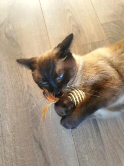 Make Life Beautiful® - Kattenspeeltjes Set - 7-delig - Kattenspeelgoed - Kattenhengel - Speelmuisjes - Kattenspeelgoed Set 19 Make Life Beautiful® - Kattenspeeltjes Set - 7-delig - Kattenspeelgoed - Kattenhengel - Speelmuisjes - Kattenspeelgoed Set -Kattenproducten 900x1200 15