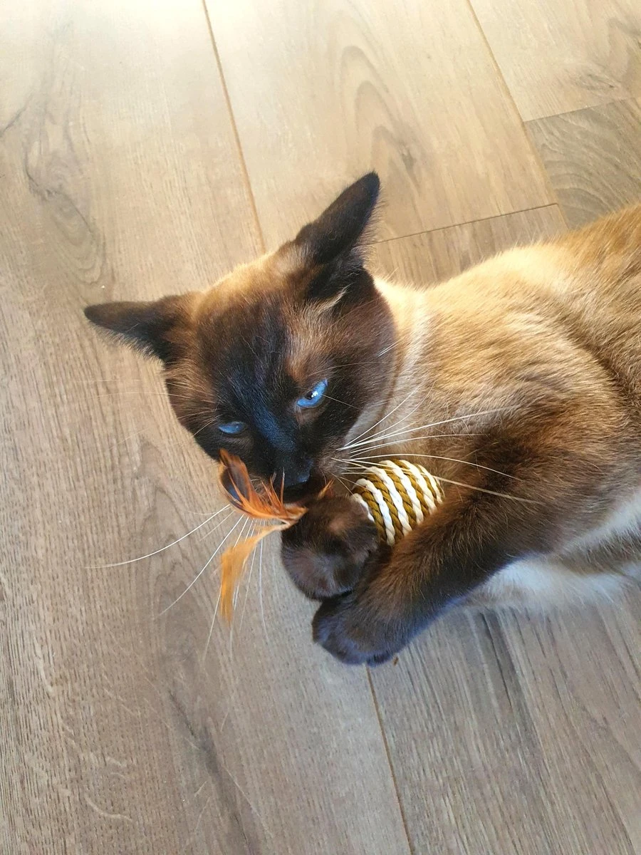 Make Life Beautiful® - Kattenspeeltjes Set - 7-delig - Kattenspeelgoed - Kattenhengel - Speelmuisjes - Kattenspeelgoed Set 9 Make Life Beautiful® - Kattenspeeltjes Set - 7-delig - Kattenspeelgoed - Kattenhengel - Speelmuisjes - Kattenspeelgoed Set - Afbeelding 7