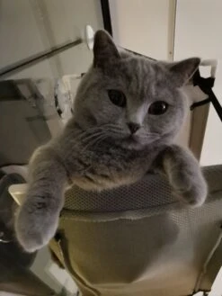 Cas & Lux Relaxerende Hangmat Voor Katten - Inclusief 2 Niveau's Met Sterke 30kg Draagkracht - Kattenhangmat - Kattenhangmat Raam – Kattenmand - Kattenhuis - Kattenkussen - Hangmat Kat - Kattenbed 11 Cas & Lux Relaxerende Hangmat Voor Katten - Inclusief 2 Niveau's Met Sterke 30kg Draagkracht - Kattenhangmat - Kattenhangmat Raam – Kattenmand - Kattenhuis - Kattenkussen - Hangmat Kat - Kattenbed -Kattenproducten 900x1200 17