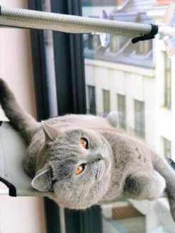 Cas & Lux Relaxerende Hangmat Voor Katten - Inclusief 2 Niveau's Met Sterke 30kg Draagkracht - Kattenhangmat - Kattenhangmat Raam – Kattenmand - Kattenhuis - Kattenkussen - Hangmat Kat - Kattenbed 14 Cas & Lux Relaxerende Hangmat Voor Katten - Inclusief 2 Niveau's Met Sterke 30kg Draagkracht - Kattenhangmat - Kattenhangmat Raam – Kattenmand - Kattenhuis - Kattenkussen - Hangmat Kat - Kattenbed -Kattenproducten 900x1200 18