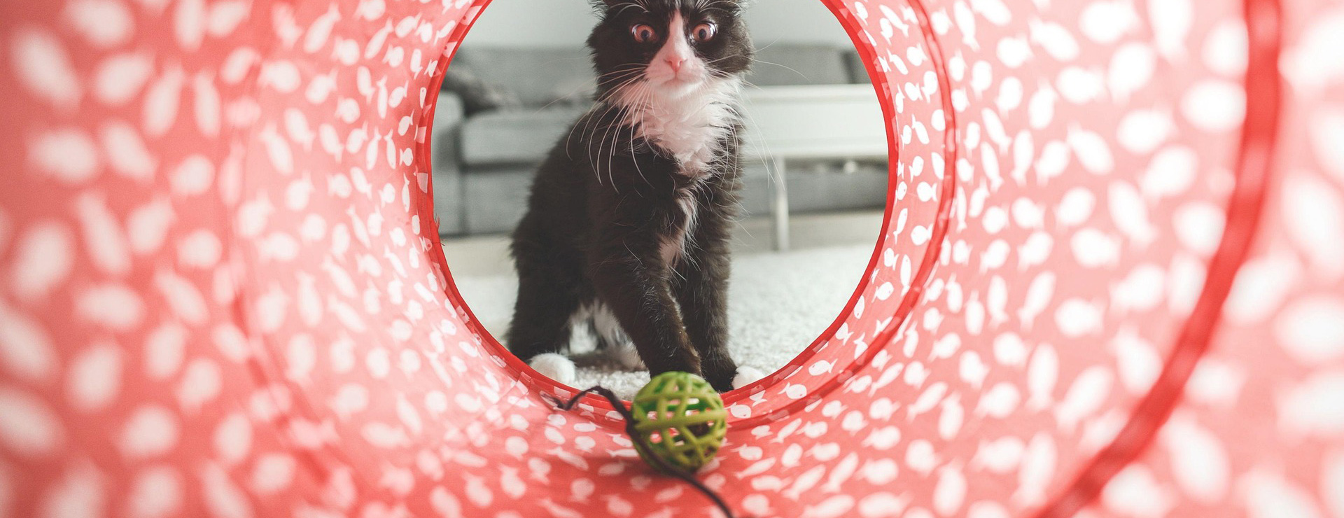 Voorkant -Kattenproducten cat 932846 1920