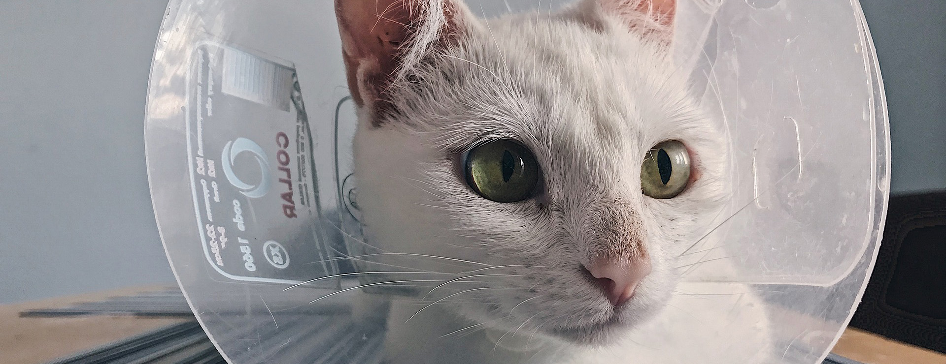 Voorkant -Kattenproducten pet cone 5960724 1920